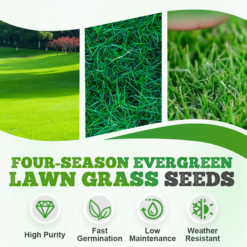 Four-Season Evergreen Lawn Grass Seeds