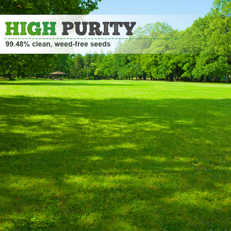 Four-Season Evergreen Lawn Grass Seeds