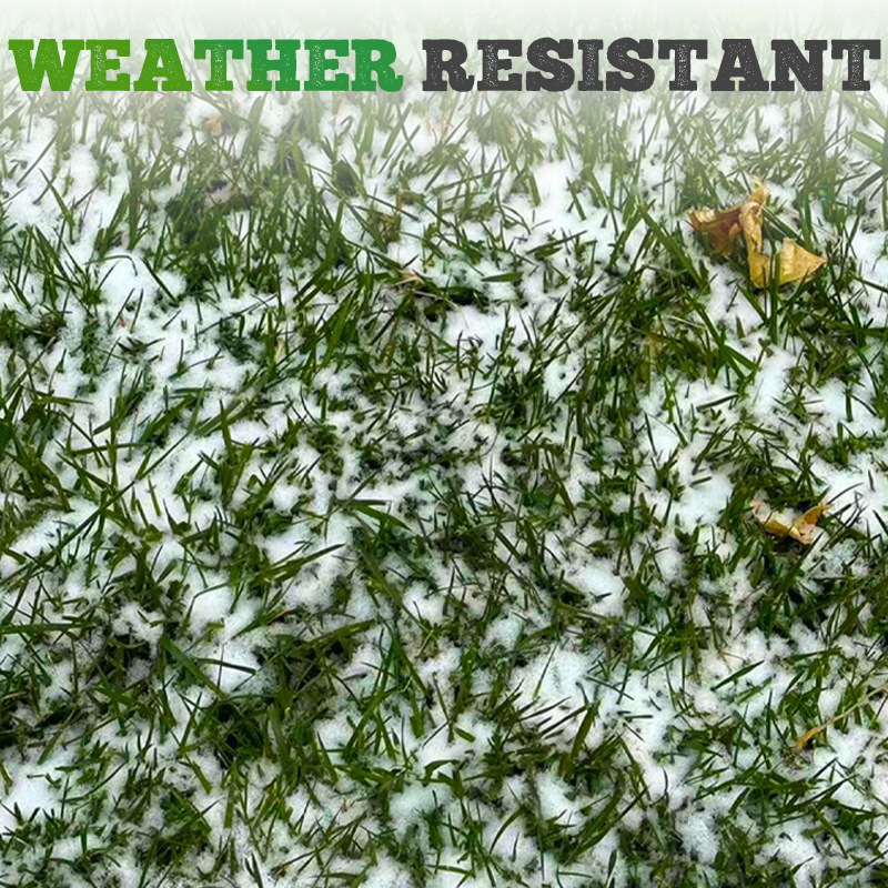 Four-Season Evergreen Lawn Grass Seeds