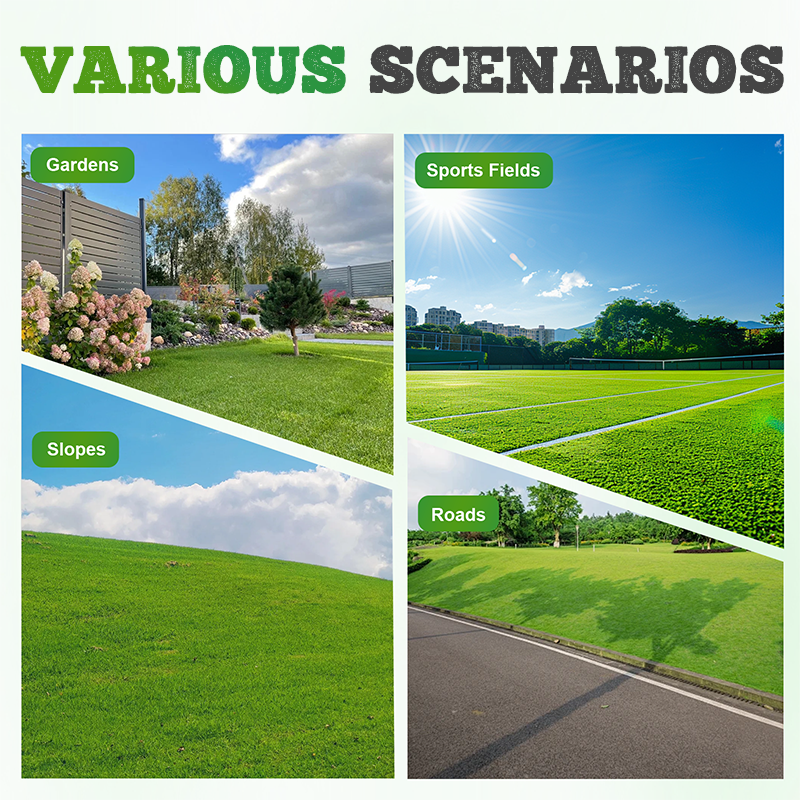 Four-Season Evergreen Lawn Grass Seeds
