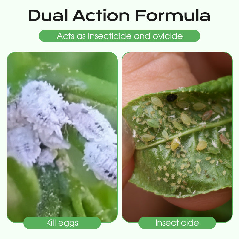 Concentrate Long-Lasting Scale Insect Control