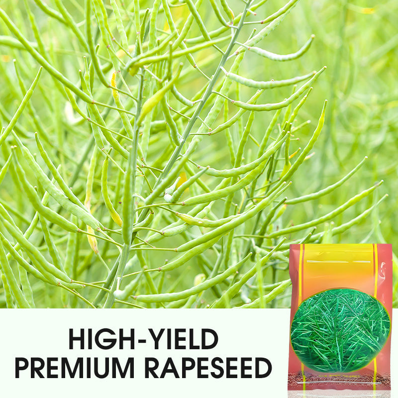 High-Yield Premium Rapeseed
