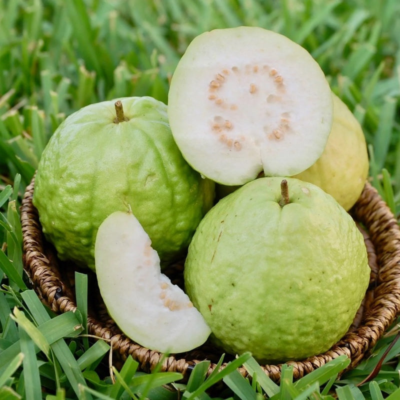 20+ Guava Tree Seeds for Planting
