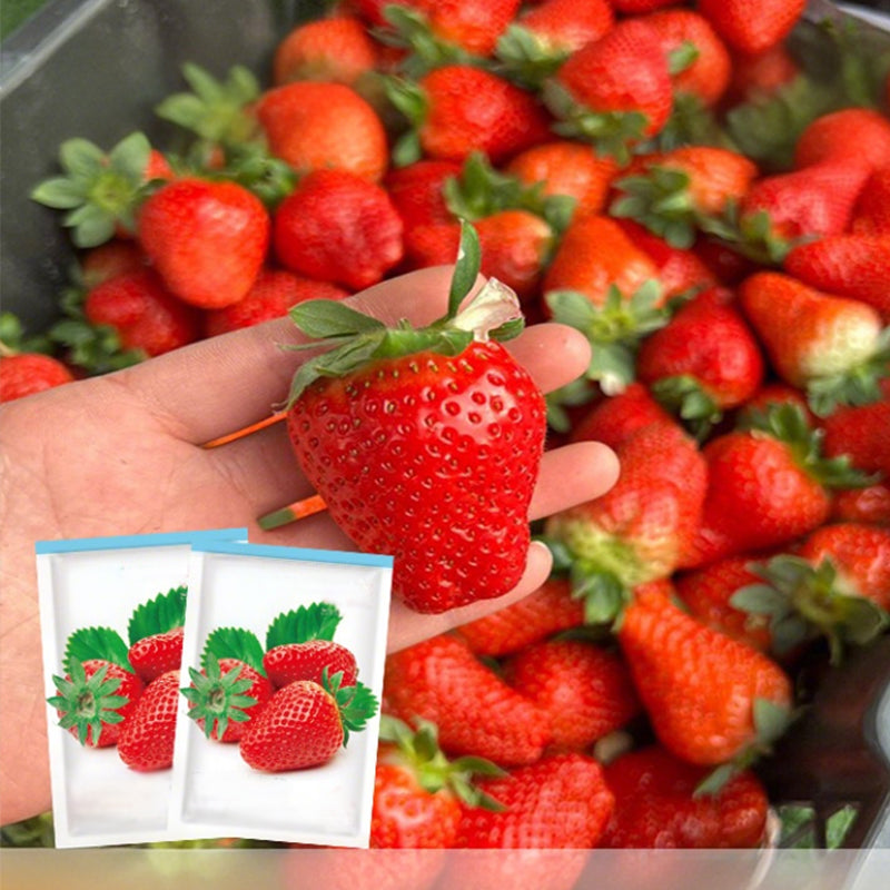 Easy-to-Grow Strawberry Seeds