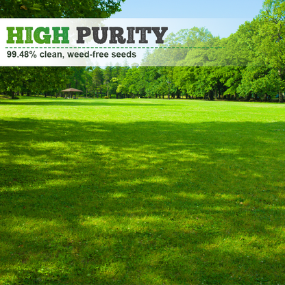 Four-Season Evergreen Lawn Grass Seeds