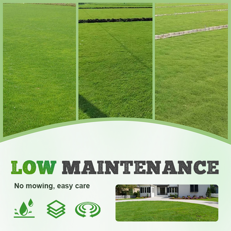 Four-Season Evergreen Lawn Grass Seeds