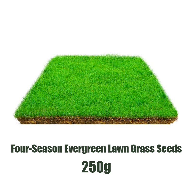 Four-Season Evergreen Lawn Grass Seeds