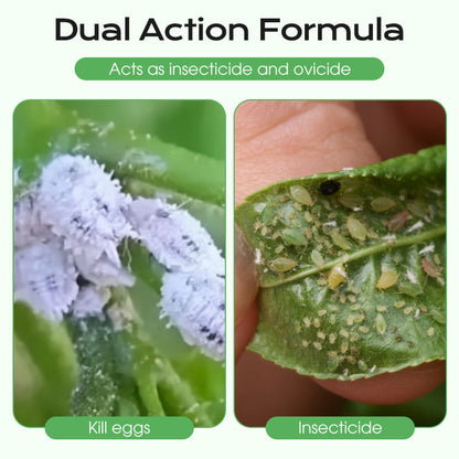 Concentrate Long-Lasting Scale Insect Control