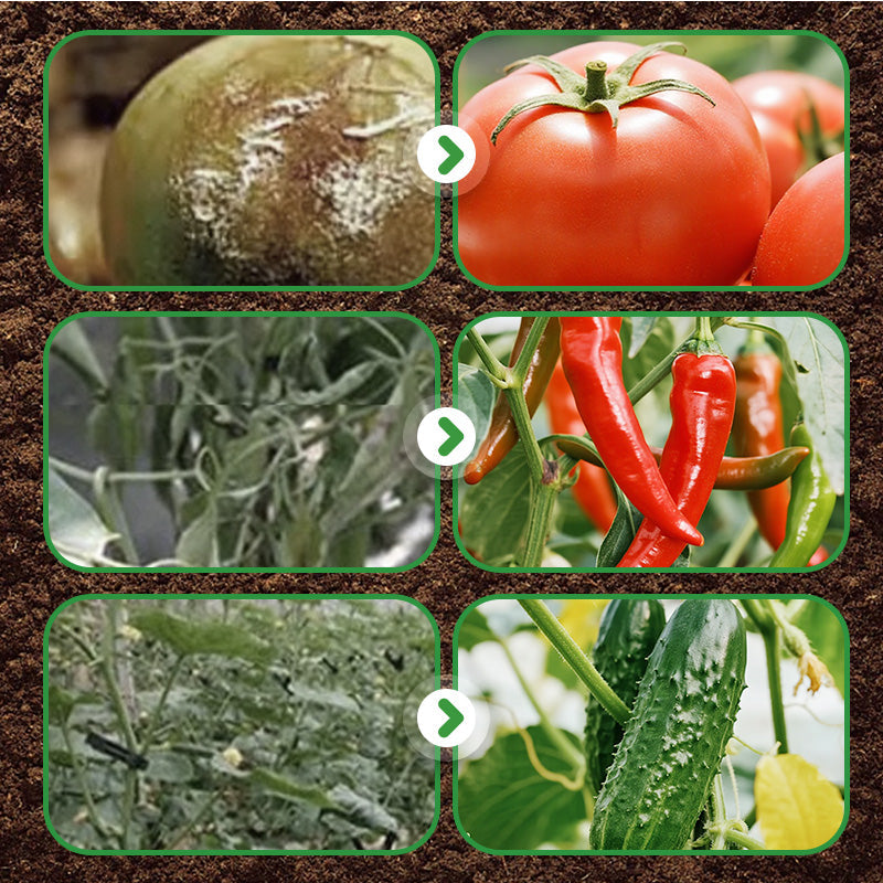 Bacillus Subtilis Fertilizer - Prevents Diseases & Activates Soil