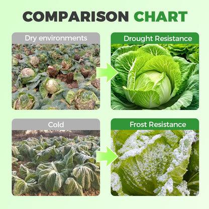 🌱Professional-Grade Cabbage Nutrient 🥬