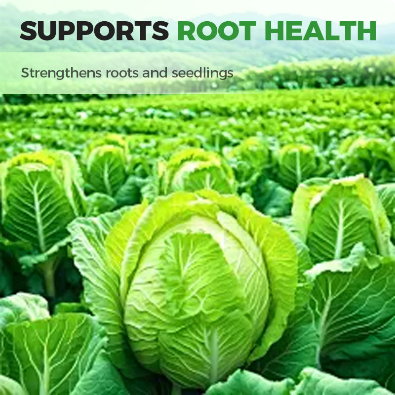 🌱Professional-Grade Cabbage Nutrient 🥬