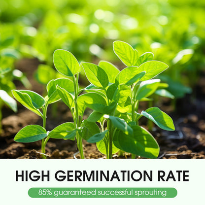 High-Yield Premium Rapeseed