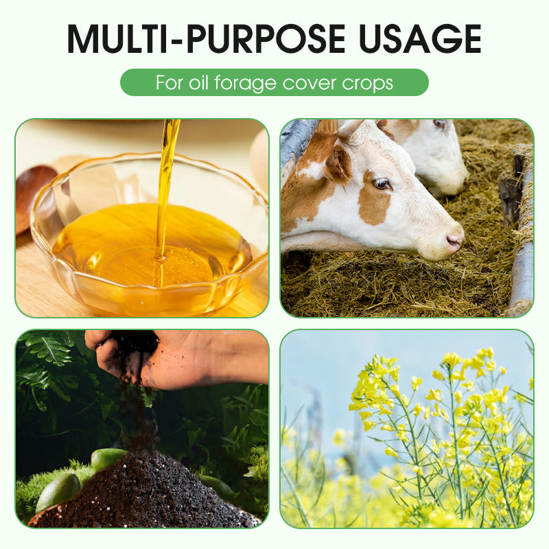 High-Yield Premium Rapeseed