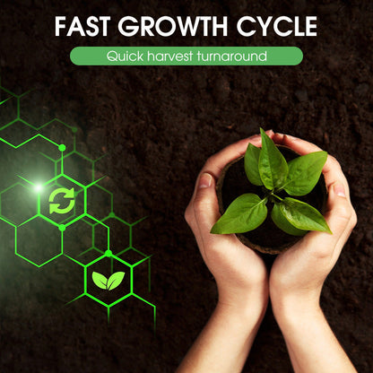 High-Yield Premium Rapeseed