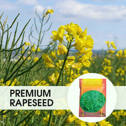 High-Yield Premium Rapeseed