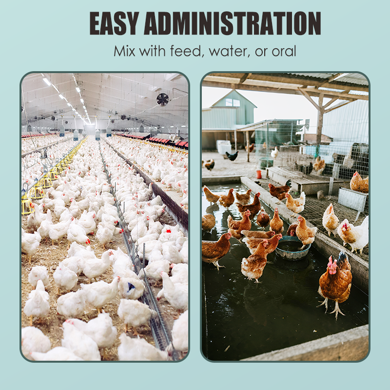 All Natural Formula Tablets for Poultry