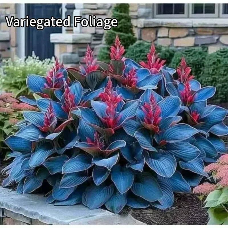 ✨Easy to Grow Hosta Seeds for Gardens🪴