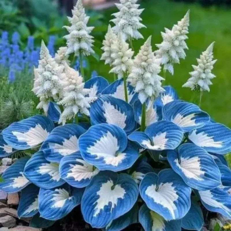 ✨Easy to Grow Hosta Seeds for Gardens🪴