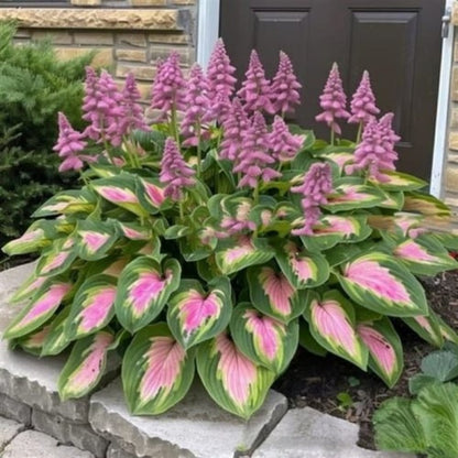 ✨Easy to Grow Hosta Seeds for Gardens🪴