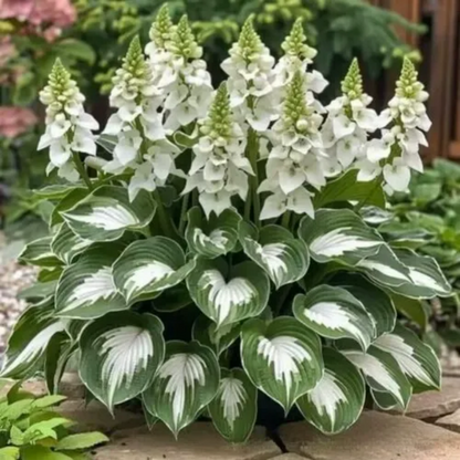 ✨Easy to Grow Hosta Seeds for Gardens🪴
