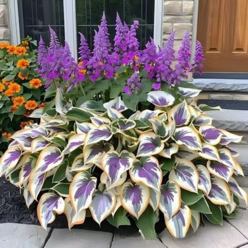 ✨Easy to Grow Hosta Seeds for Gardens🪴