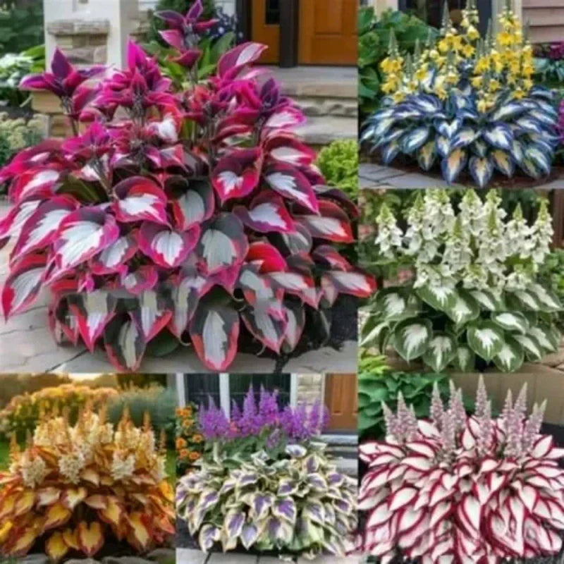 ✨Easy to Grow Hosta Seeds for Gardens🪴
