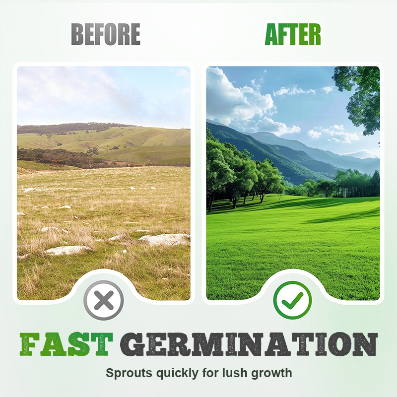 Cold-resistant, drought-resistant, pet-friendly garden grass seeds - evergreen lawn grass seeds