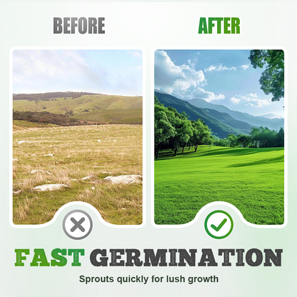 Cold-resistant, drought-resistant, pet-friendly garden grass seeds - evergreen lawn grass seeds