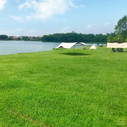 Cold-resistant, drought-resistant, pet-friendly garden grass seeds - evergreen lawn grass seeds