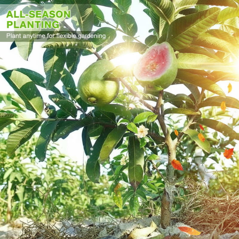 20+ Guava Tree Seeds for Planting