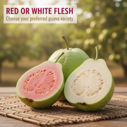 20+ Guava Tree Seeds for Planting