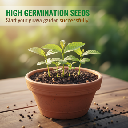20+ Guava Tree Seeds for Planting