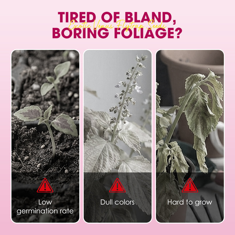 Exotic Venus Flytrap Seeds