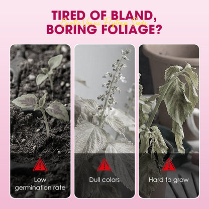 Exotic Venus Flytrap Seeds