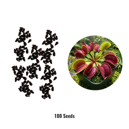 Exotic Venus Flytrap Seeds