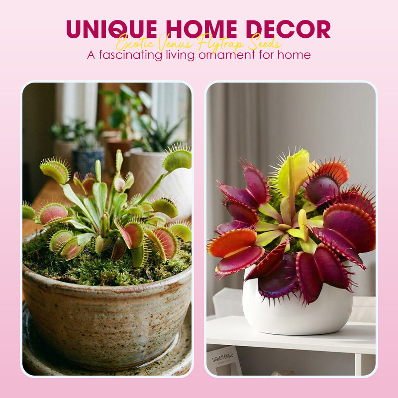 Exotic Venus Flytrap Seeds