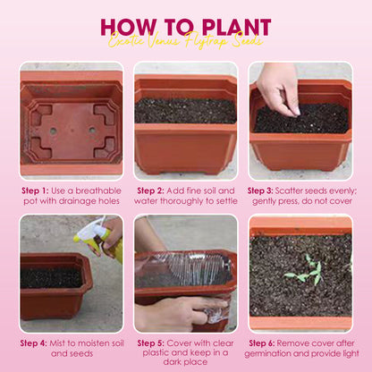 Exotic Venus Flytrap Seeds