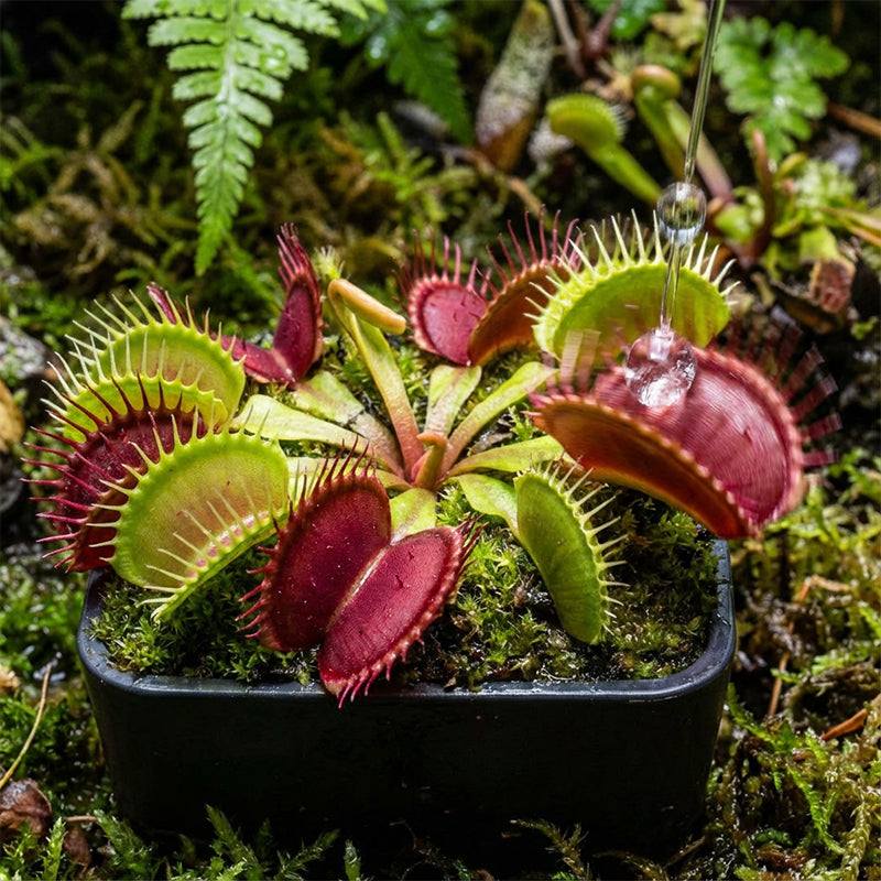 Exotic Venus Flytrap Seeds
