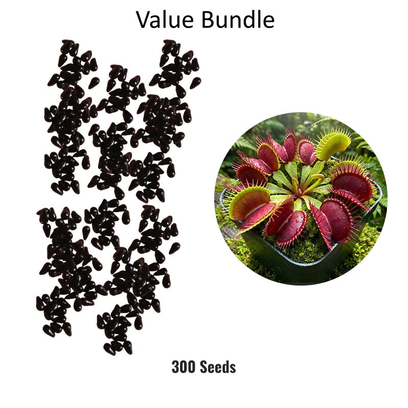 Exotic Venus Flytrap Seeds