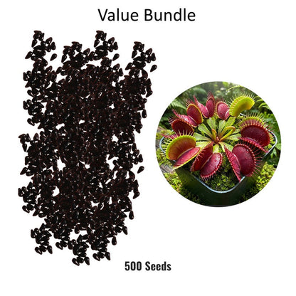 Exotic Venus Flytrap Seeds