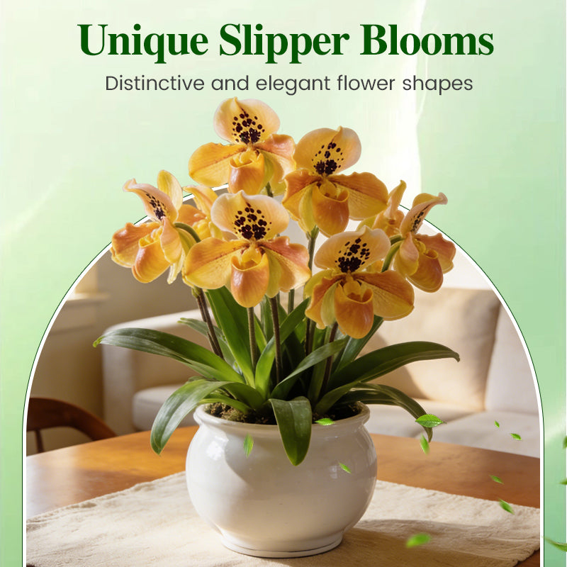 100pcs Paphiopedilum Orchid Seeds Pack