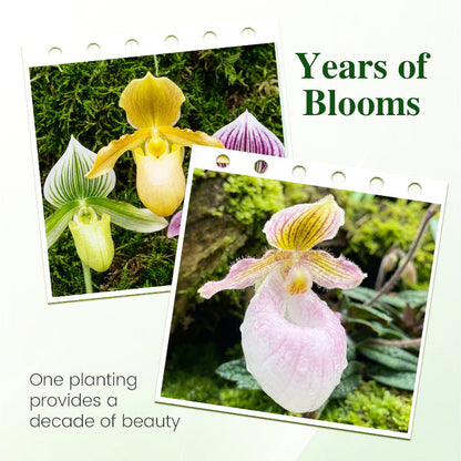 100pcs Paphiopedilum Orchid Seeds Pack
