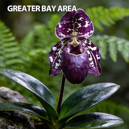 100pcs Paphiopedilum Orchid Seeds Pack