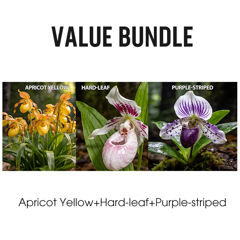100pcs Paphiopedilum Orchid Seeds Pack