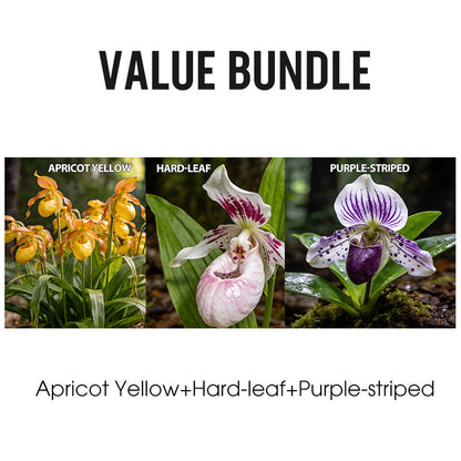 100pcs Paphiopedilum Orchid Seeds Pack