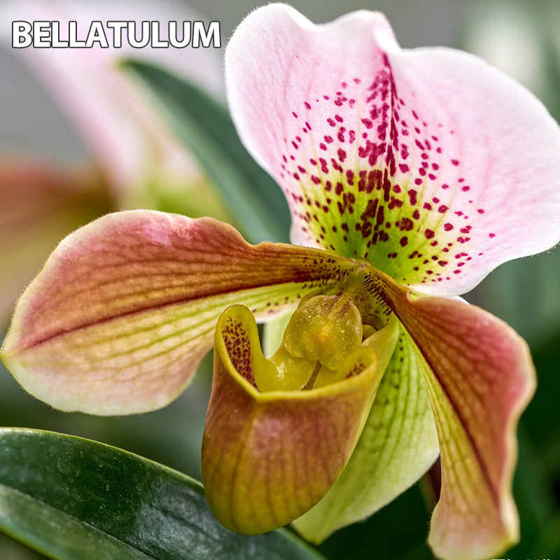 100pcs Paphiopedilum Orchid Seeds Pack
