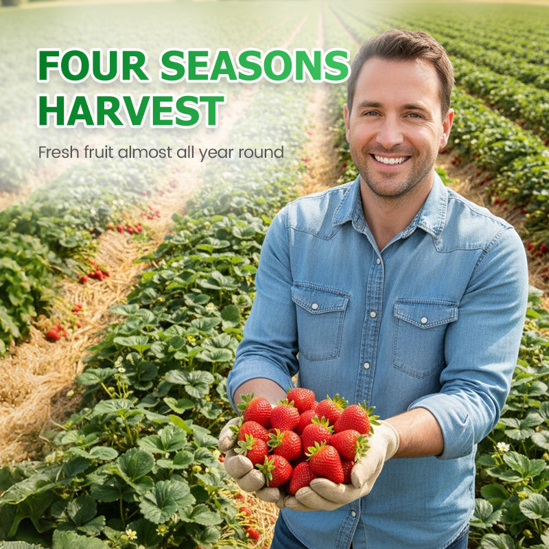 Easy-to-Grow Strawberry Seeds