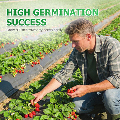 Easy-to-Grow Strawberry Seeds