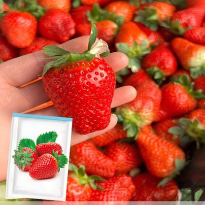 Easy-to-Grow Strawberry Seeds