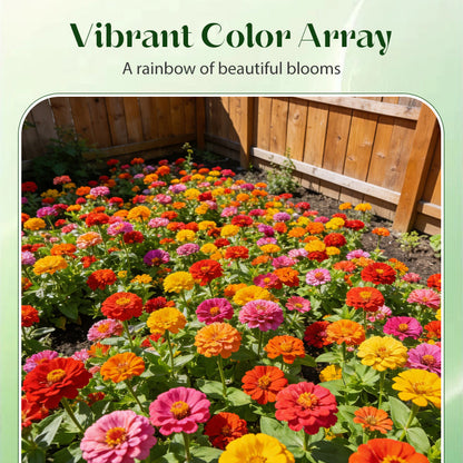 100 PCS Mixed Color Zinnia Seeds
